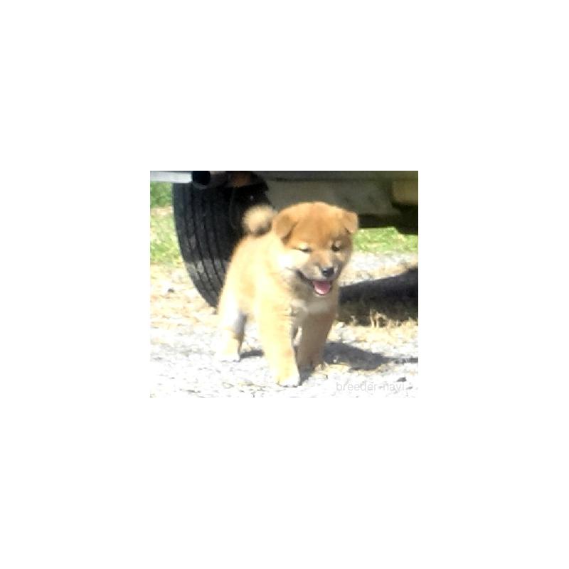 販売中の埼玉県の柴犬-420744の2枚目
